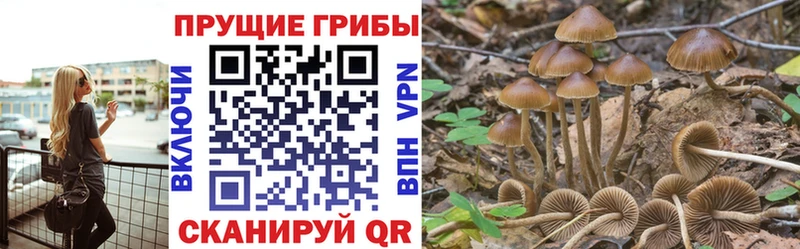 Купить  Пикалёво  Галлюциногенные грибы GOLDEN TEACHER 